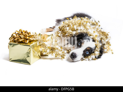 Australischer Schäferhund, Weihnachten zu feiern und eingehüllt in eine Weihnachtsgirlande auf weißem Hintergrund. Stockfoto