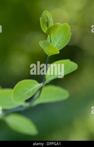 perfoliate Honeysuckle, Lonicera caprifolium Stockfoto