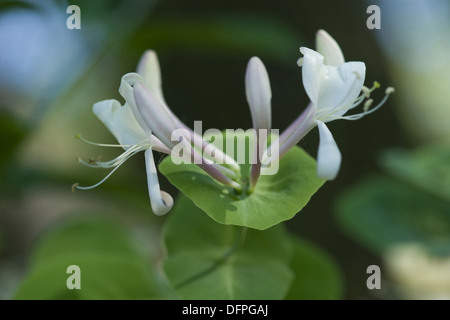 perfoliate Honeysuckle, Lonicera caprifolium Stockfoto