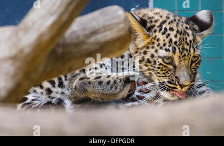 Berlin, Deutschland. 8. Oktober 2013. Weibliche persischen Leoparden Shiva sitzt in ihr Gehege im Zoo in Berlin, Deutschland, 8. Oktober 2013. Shiva wurde am 1. Juli 2013 geboren und seit kurzem von der Öffentlichkeit eingesehen werden kann. Foto: HANNIBAL/DPA/Alamy Live-Nachrichten Stockfoto