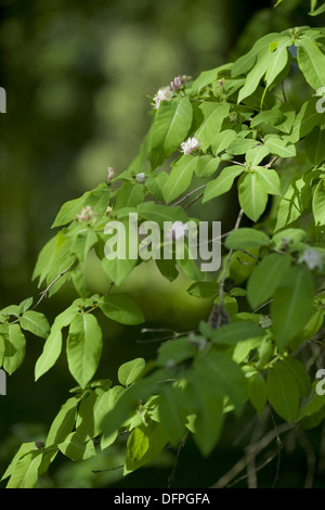 Schwarzes Geißblatt, Lonicera nigra Stockfoto