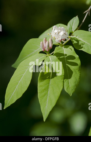 Schwarzes Geißblatt, Lonicera nigra Stockfoto