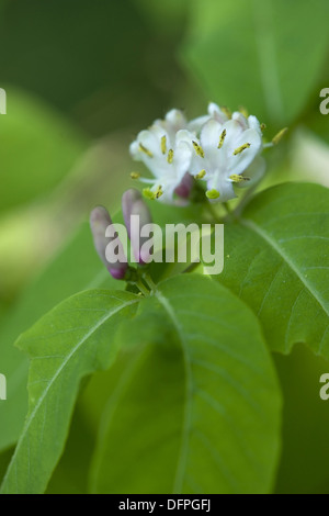 Schwarzes Geißblatt, Lonicera nigra Stockfoto