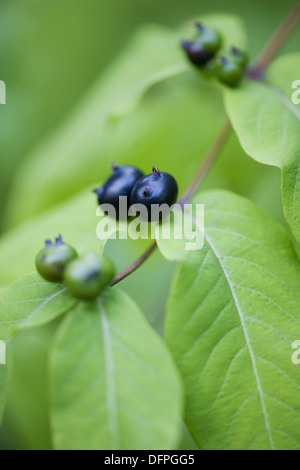 Schwarzes Geißblatt, Lonicera nigra Stockfoto