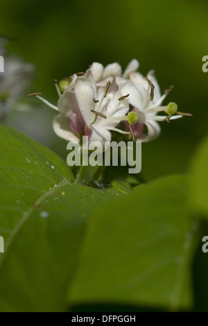 Schwarzes Geißblatt, Lonicera nigra Stockfoto