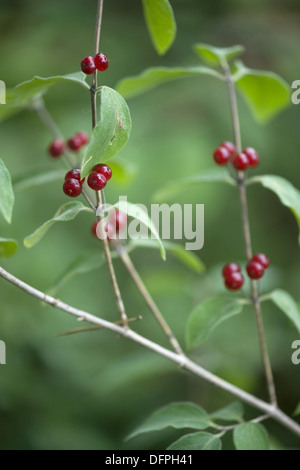 rote Heckenkirsche, Lonicera xylosteum Stockfoto