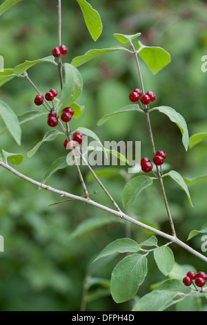 rote Heckenkirsche, Lonicera xylosteum Stockfoto