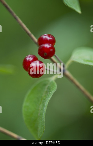 rote Heckenkirsche, Lonicera xylosteum Stockfoto