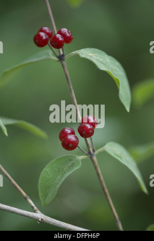 rote Heckenkirsche, Lonicera xylosteum Stockfoto