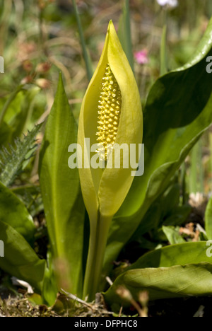 westlichen Skunk Cabbage, Lysichiton americanus Stockfoto