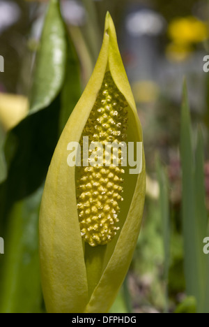 westlichen Skunk Cabbage, Lysichiton americanus Stockfoto