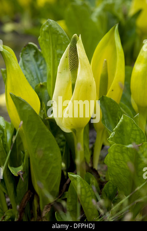 westlichen Skunk Cabbage, Lysichiton americanus Stockfoto