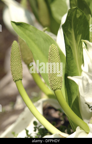 asiatische Skunk Cabbage, Lysichiton camtschatcensis Stockfoto