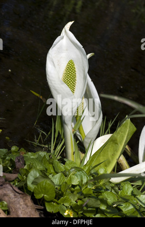 asiatische Skunk Cabbage, Lysichiton camtschatcensis Stockfoto