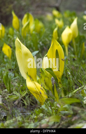 westlichen Skunk Cabbage, Lysichiton americanus Stockfoto