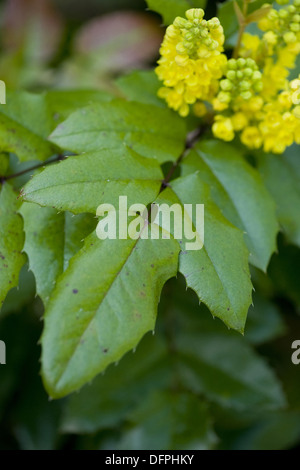 Mahonie, Mahonia aquifolium Stockfoto