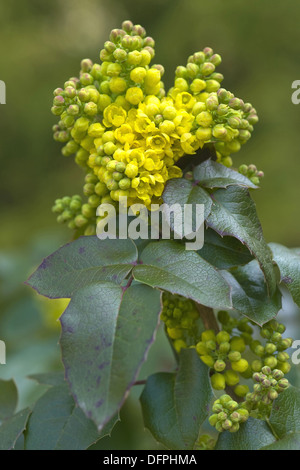 Mahonie, Mahonia aquifolium Stockfoto