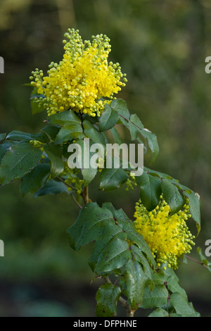 Mahonie, Mahonia aquifolium Stockfoto