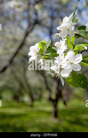 Zweig von einem blühenden Baum mit schönen Blüten Stockfoto