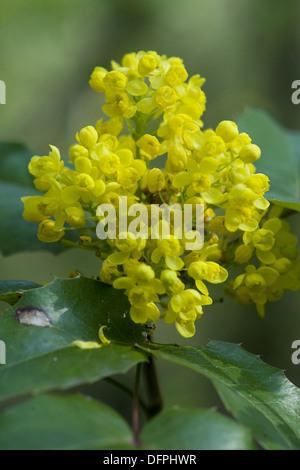 Mahonie, Mahonia aquifolium Stockfoto