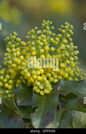 Mahonie, Mahonia aquifolium Stockfoto