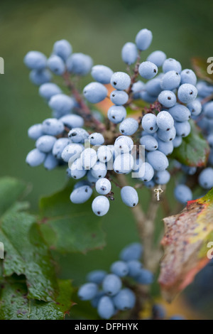 Mahonie, Mahonia aquifolium Stockfoto