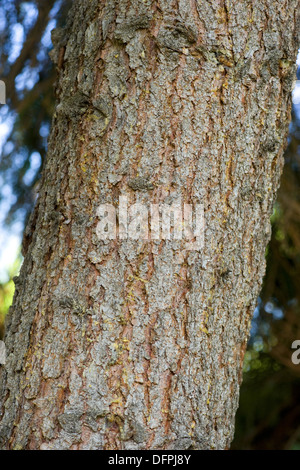 Gemeine Fichte, Picea abies Stockfoto