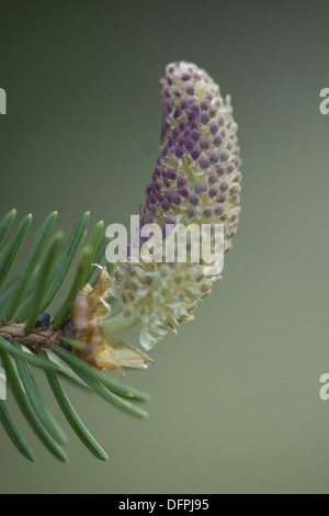 Gemeine Fichte, Picea abies Stockfoto