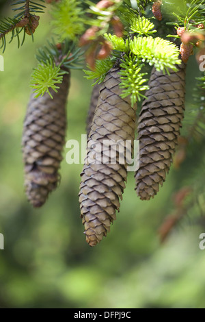 Gemeine Fichte, Picea abies Stockfoto