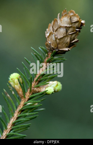 Gemeine Fichte, Picea abies Stockfoto