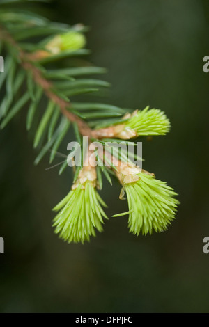 Gemeine Fichte, Picea abies Stockfoto