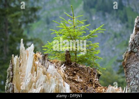 Gemeine Fichte, Picea abies Stockfoto