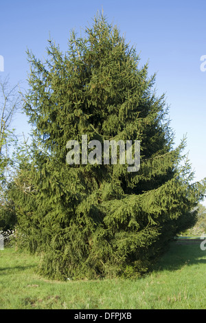 Serbische Fichte, Picea omorika Stockfoto