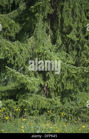 Serbische Fichte, Picea omorika Stockfoto