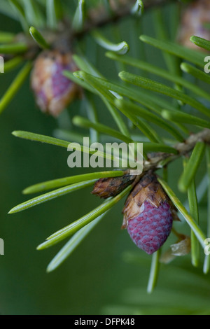 Serbische Fichte, Picea omorika Stockfoto