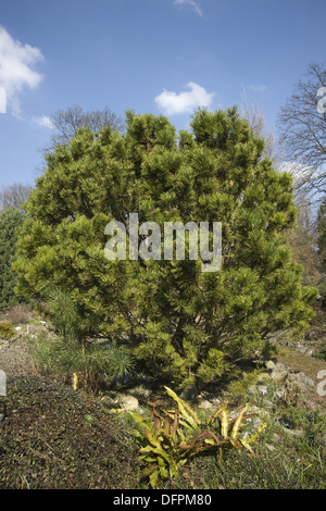 Latschenkiefer, Pinus mugo Stockfoto