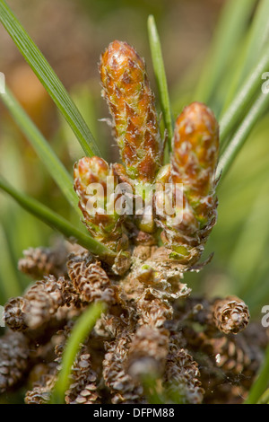 Latschenkiefer, Pinus mugo Stockfoto