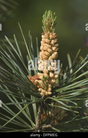 Scots Kiefer, Pinus sylvestris Stockfoto