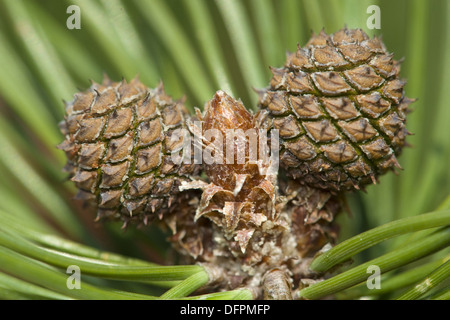 Latschenkiefer, Pinus mugo Stockfoto