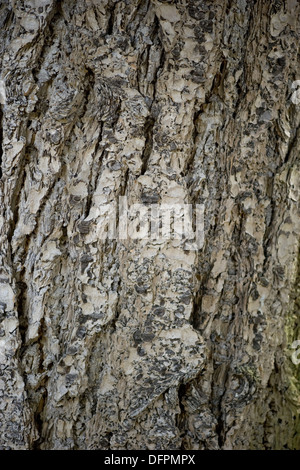 Douglas-Tanne, Pseudotsuga menziesii Stockfoto