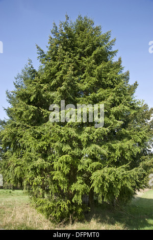 Douglas-Tanne, Pseudotsuga menziesii Stockfoto