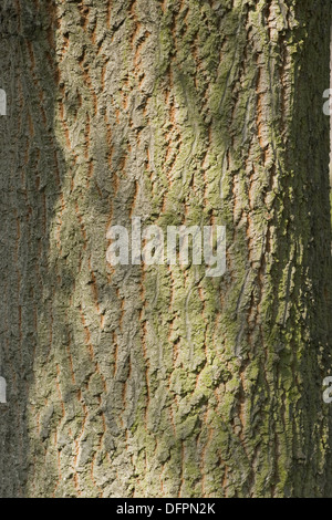 Türkei-Eiche, Quercus cerris Stockfoto