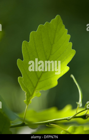 Traubeneiche, Quercus petraea Stockfoto