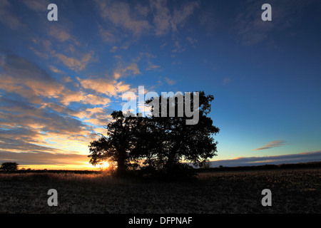 Sonnenaufgang über Eiche (Quercus Robur), Herbst-Farben, Fenland Fläche von Cambridgeshire, England, Großbritannien, UK, Stockfoto