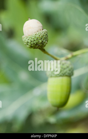 Stieleiche, Quercus robur Stockfoto