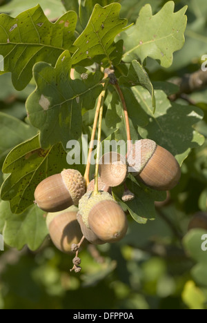 Stieleiche, Quercus robur Stockfoto