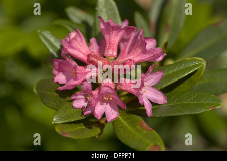 Rusty-leaved Alpenrose Rhododendron ferrugineum Stockfoto