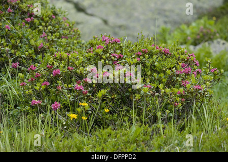 Rusty-leaved Alpenrose Rhododendron ferrugineum Stockfoto