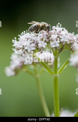 gemeinsamen Baldrian, Valeriana officinalis Stockfoto