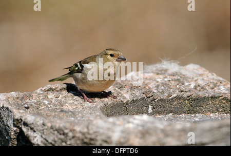 Buchfink - Fringilla Coelebs Weibchen auf alten Vogel Tisch Stockfoto